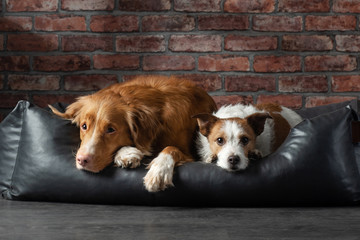 dog on a leather couch in a loft interior. pet is at home on the brick wall background. 