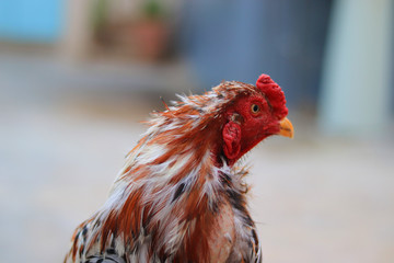 A close-up of a rooster's head and neck