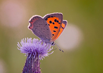motylek na kwiatku zbliżenie