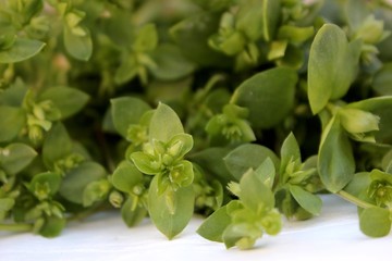 Green park grass. Fresh forest grass. Background from plants with place for text. Green mixture of fresh meadow herbs top view.