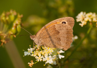 motyl na kwiatach zbliżenie