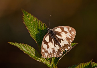 motyl o poranku zbliżenie