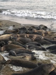Elephant Seals of San Simeon California