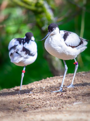 Pied avocet birds with rings in the nature