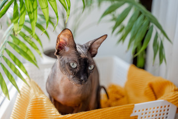 Sphynx cat with blue eyes sits in a basket