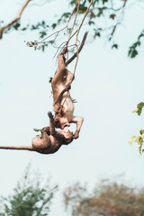 Two monkeys arguing in a tree 