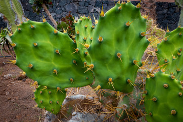 OPUNTIA FICUS DILLENII
