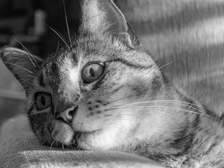 Retrato felino en blanco y negro