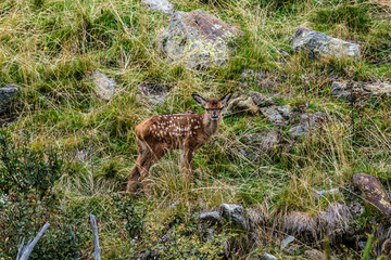 Bambi, parco nazionale dello Stelvio