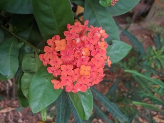 red and yellow flowers