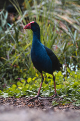 Naklejka premium Australian Swamphen in a marsh 