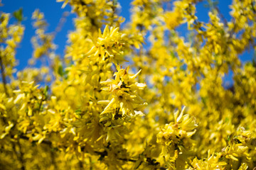 Yellow flowers in the spring street