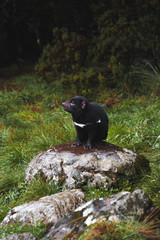 Tasmanian devil on a rock 