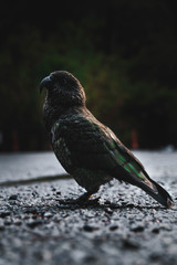 Parrot on the ground 