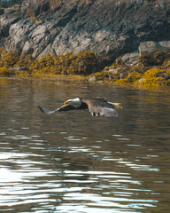 Bald eagle flying over water wings spread 