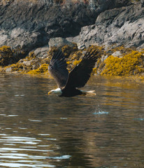 Bald eagle flying over water wings up 