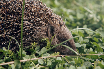 Hedgehog, wild animal. European Hedgehog on Vibrant Green Grass /Hedgehog