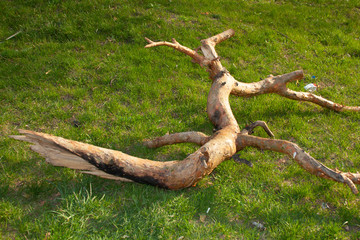 dead tree trunk