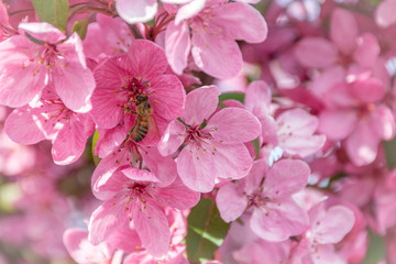 Bee in pink sakura flower