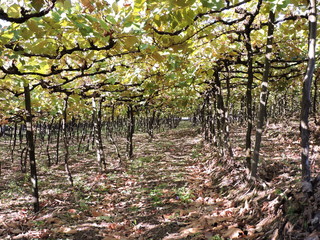 Grapevines in autumn