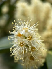 Makro Macro Photographie iPhone Moment Nahaufnahme Natur aus der Nähe Flora Blüten Frühling Sommer Schönheit