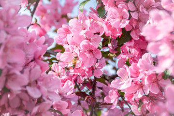 Bright pink flowers of sakura(cherry) tree