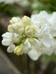 Makro Macro Photographie iPhone Moment Nahaufnahme Natur aus der Nähe Flora Blüten Frühling Sommer Schönheit