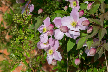 Flowers and buds of Mountain Clematis