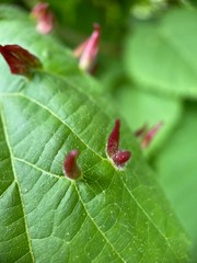 Makro Macro Photographie iPhone Moment Nahaufnahme Natur aus der Nähe Flora Blüten Frühling Sommer Schönheit