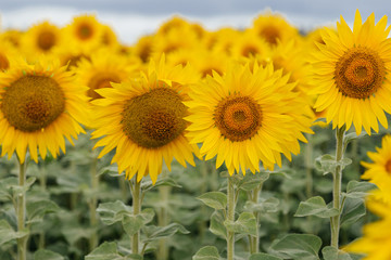 Field of sunflowers, cloudy day.