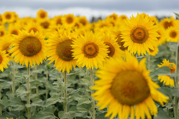 Field of sunflowers, cloudy day.