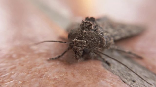 Macro close up in 4k of the face of butterfly Mamestra brassicae also called moth a nocturnal animal and voracious lepidoptera usually harmful to agriculture