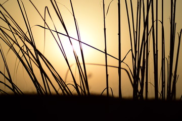 Obraz premium reeds at sunset
