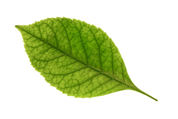 green ash leaf isolated on white background