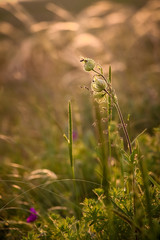 grass in the wind