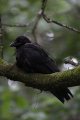 Dark crow resting on a branch