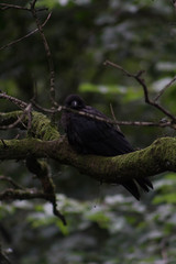 Dark crow resting on a branch