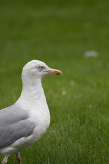 Seagull lying on the ground