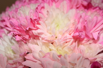Pastel pink flowers