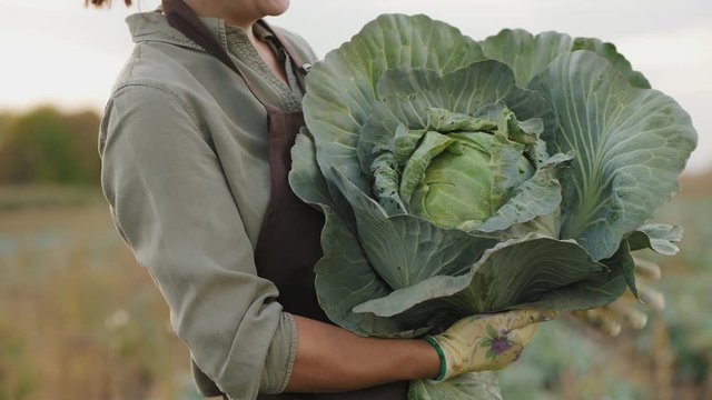 Close-up woman farmer holding a freshly cut head of cabbage in her hands