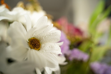 una margarita en un ramo variado