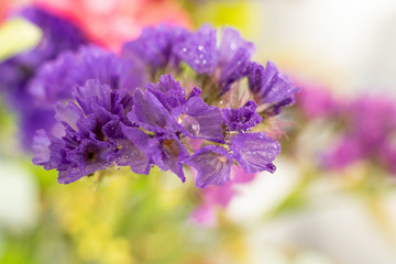 Obraz premium flores moradas en un ramo variado
