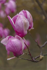 Magnolia tree blossom in springtime. Beautiful spring background. Magnolia flowers closeup on a branch. Beautiful blooming tree of pink magnolia, closeup of flourishing branch, symbol of spring. Flora