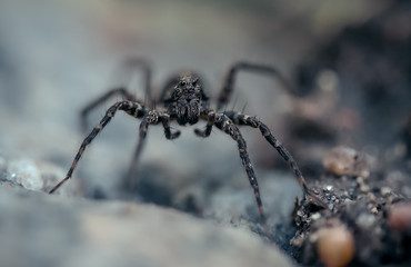 Portrait of a black spider that is preparing to jump.macrophotography