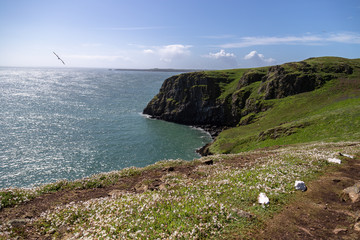 Skomer Island, Pembrokeshire, West Wales. View out to sea across headland, sunny day with spring flowers and blue sky.