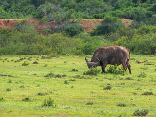 Green African nature with lonely buffalo