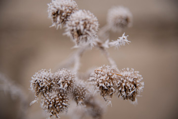 Close decorative thistle flowers with snowy hoarfrost. In golden brown color.