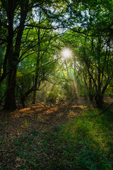 Fototapeta na wymiar Magical enchanted primeval forest with golden sun rays beams casting through oak trees during springtime, Quakjeswater, Rockanje, The Netherlands