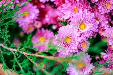 Obraz premium pink flowers in the garden