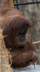 Orangutan trying to draw